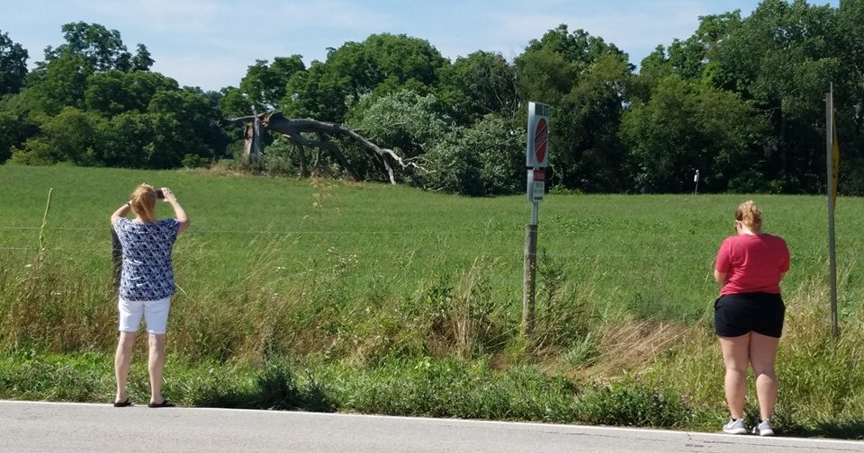 'The Shawshank Redemption' tree falls due to high winds PhillyVoice