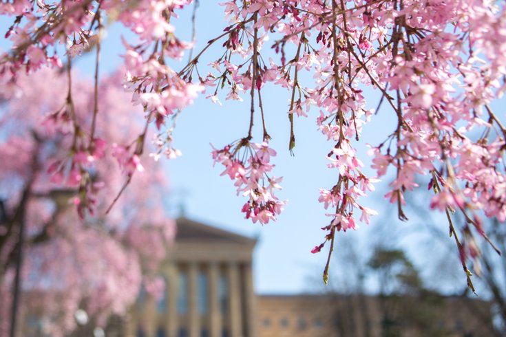 Stock_Carroll - Cherry blossoms near the Philadelphia Museum of Art