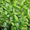 Carroll - Poison Ivy
