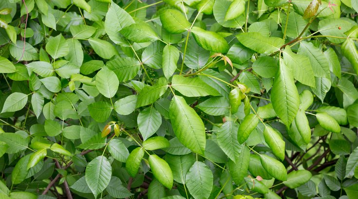 Carroll - Poison Ivy