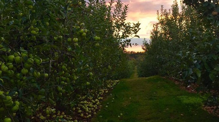 Linvilla Orchards