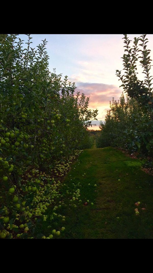 Linvilla Orchards