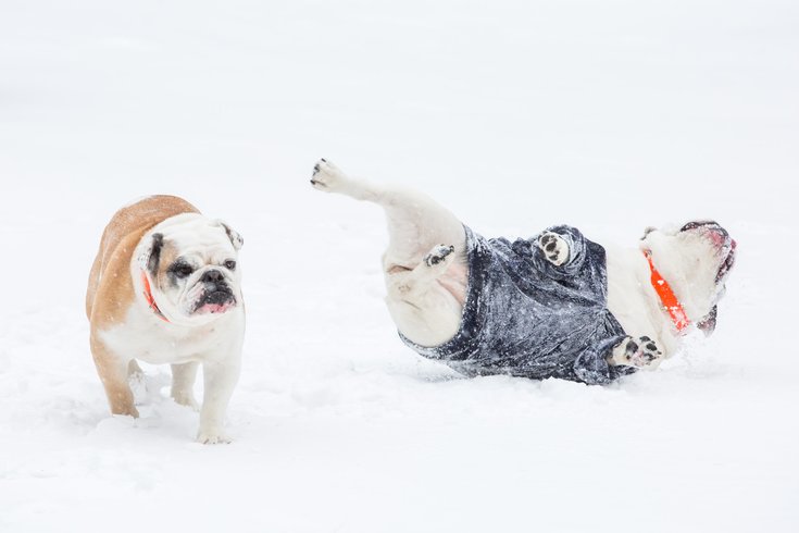 Carroll - Snow Dogs