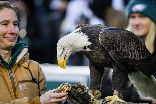 15_01052020_EaglesvsSeahawks_bald_eagle_fans_KateFrese.jpg