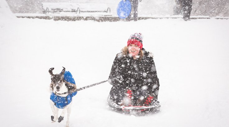 Carroll - Sledding with a dog at Clark Park in West Philadelphia