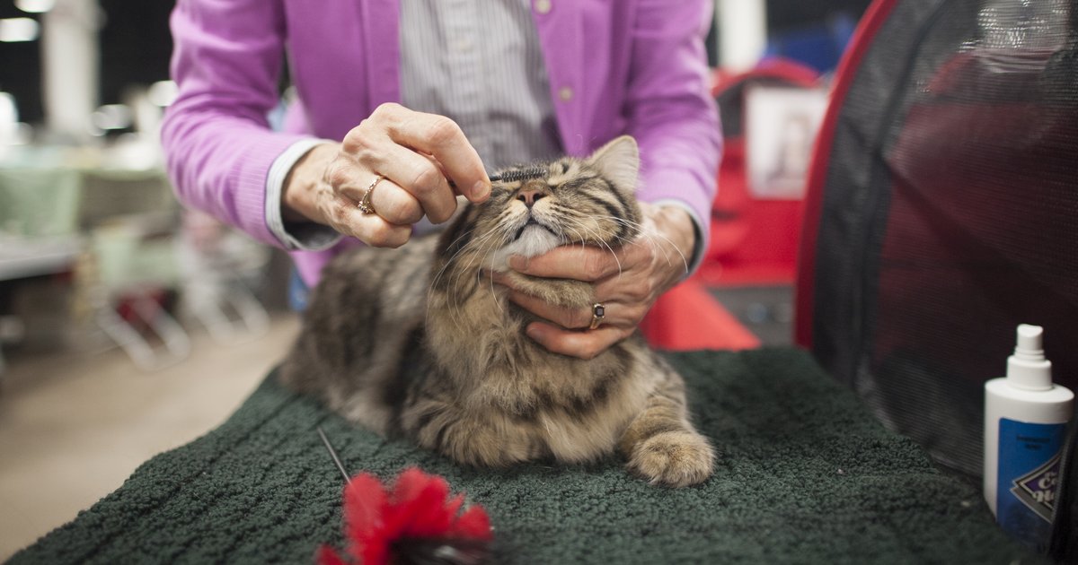 Cat show  PhillyVoice