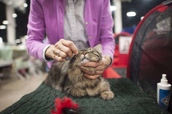 16-VanAukenT_voice_20151122_cats_0526.jpg