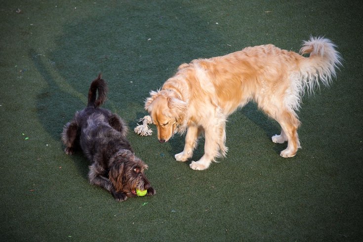 Dogs play