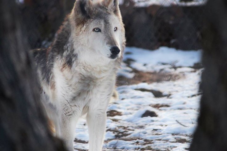 Elmwood Park Zoo gray wolf dies