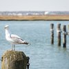 Carroll - 2018 New Jersey Shore Guide