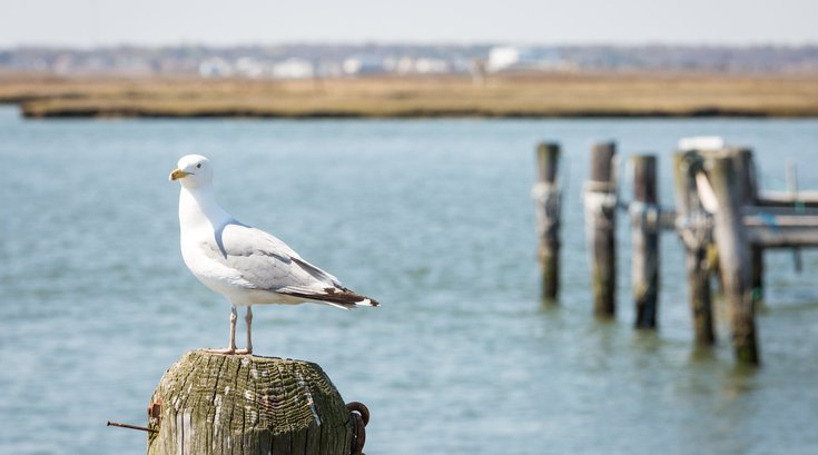 Carroll - 2018 New Jersey Shore Guide