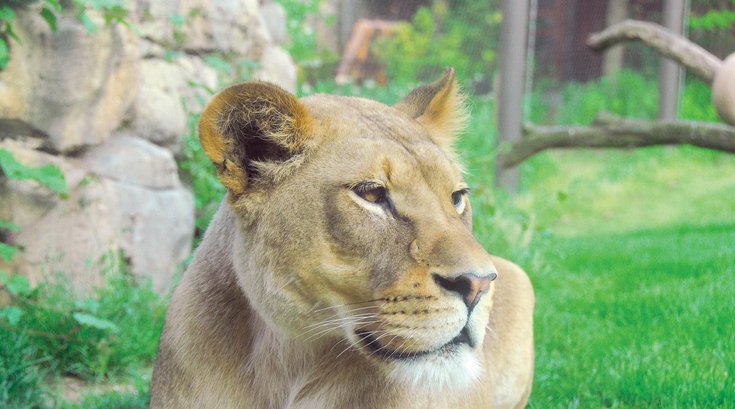 Philadelphia Zoo livestream