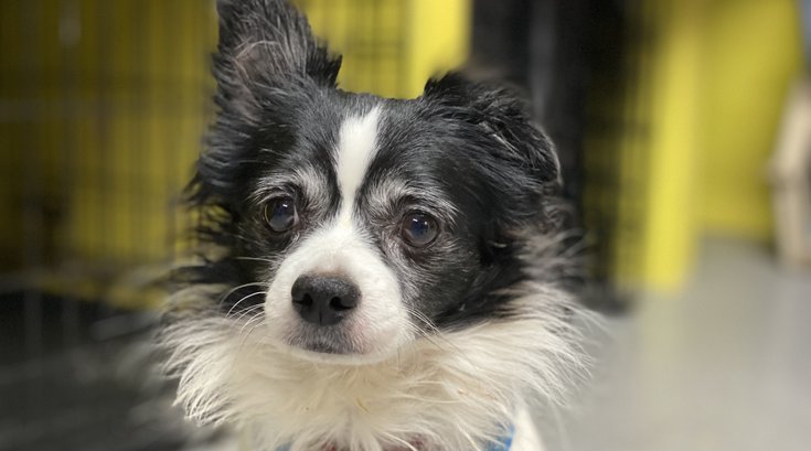 Pet of the Week: Dreidel