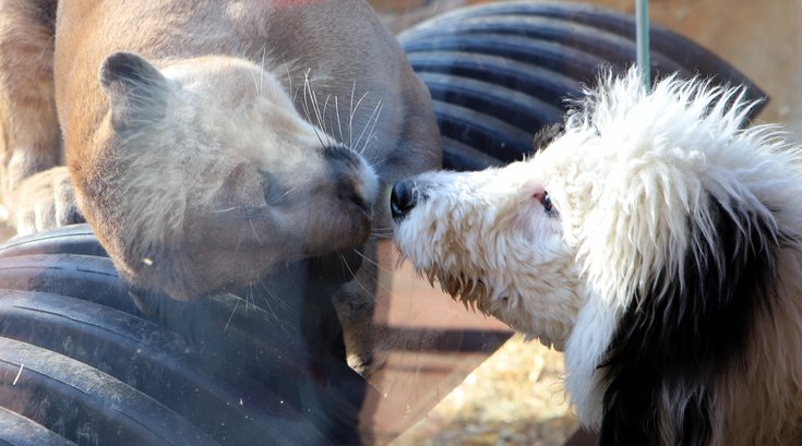 dog-friendly Elmwood Park Zoo