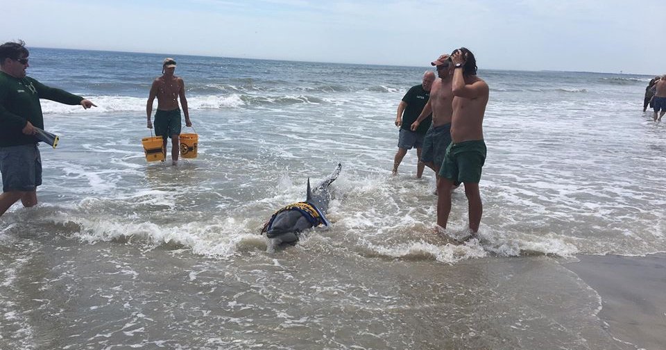 Lifeguards rescue dolphin stranded on Jersey Shore beach ...