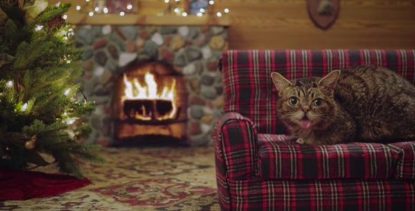 lil bub yule log