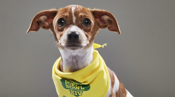 2018 Puppy Bowl