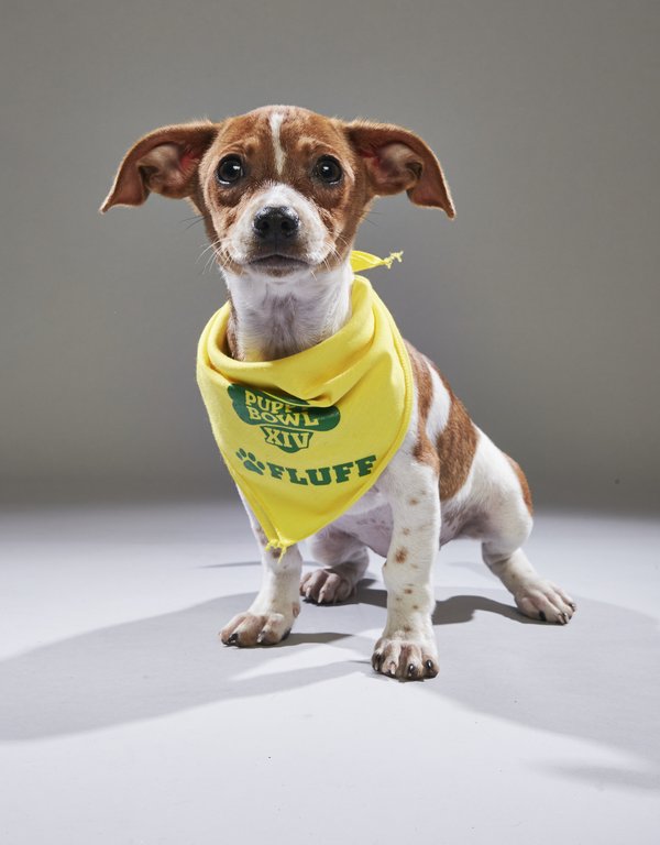2018 Puppy Bowl