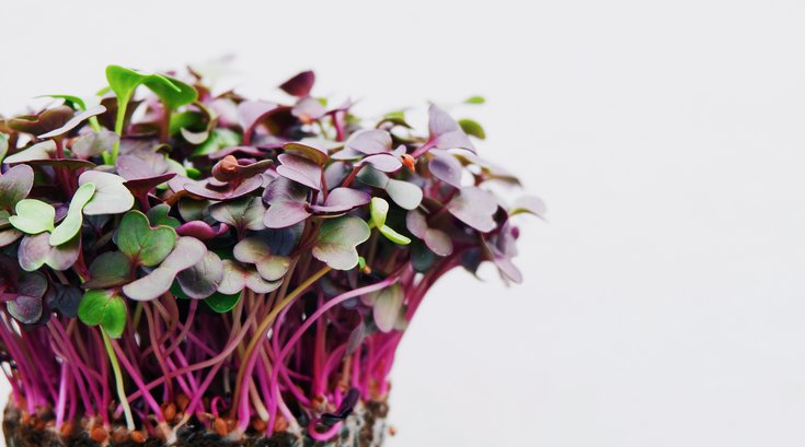 2021 trends microgreens