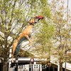 American Kennel Club - Navy Yard Event