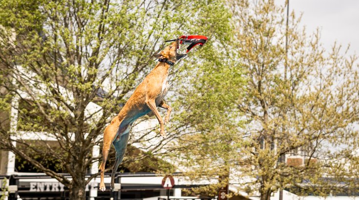 American Kennel Club - Navy Yard Event