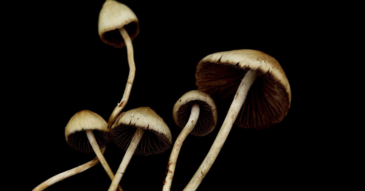 NJ eases penalties for 'magic' mushrooms, reduces jail time and fines