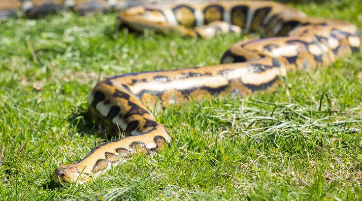 reticulated python snake – Carroll