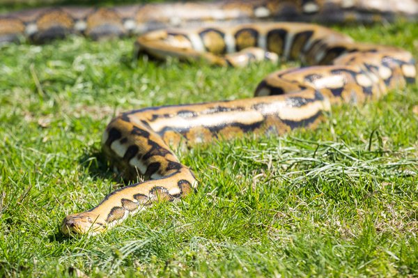 reticulated python snake – Carroll