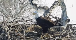 Eagle Cam Pennsylvania