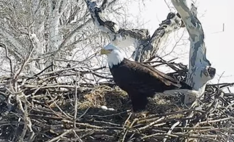 Eagle Cam Pennsylvania