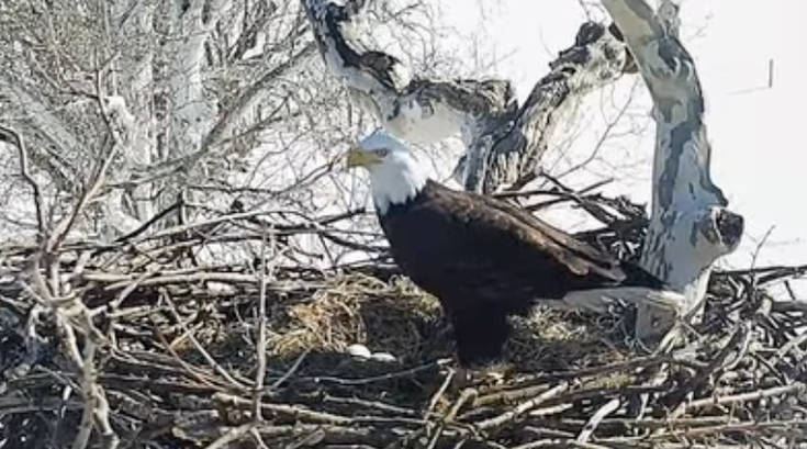 Eagle Cam Pennsylvania