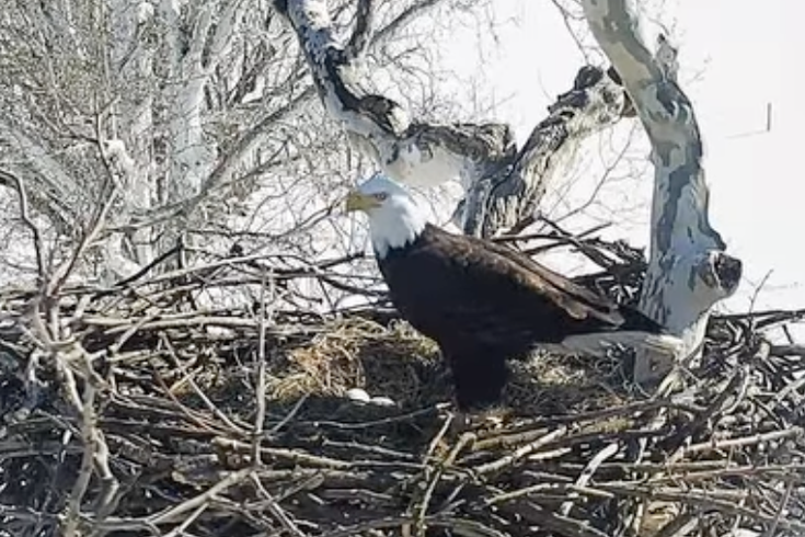 Eagle Cam Pennsylvania
