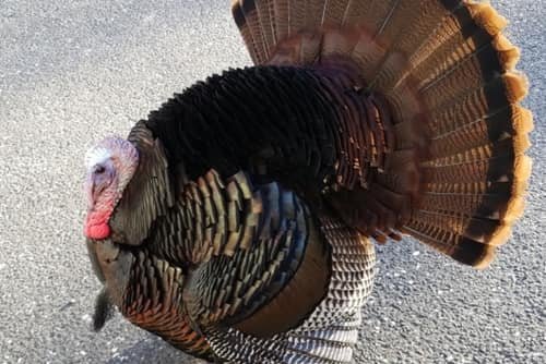 turkey sanctuary near me