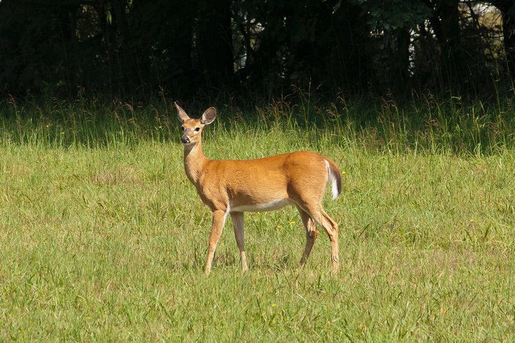Pennsylvania Deer Hunter Charged