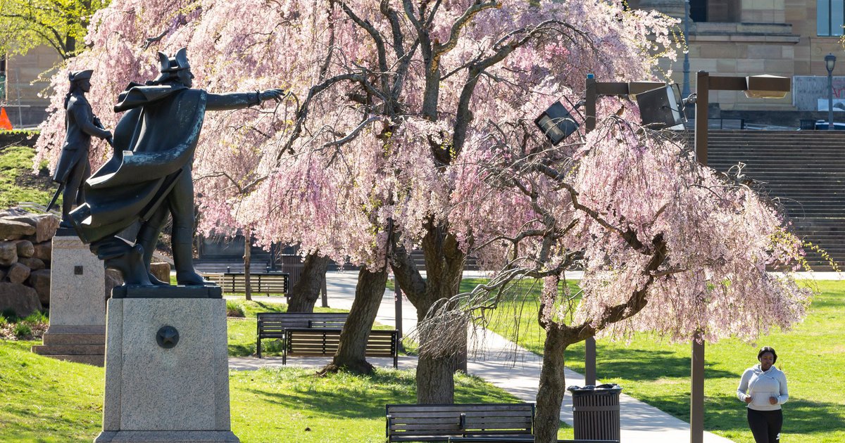 download cherry blossom 10k download cherry blossom 10k