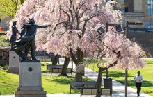 Cherry Blossom 10K/5K