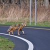 Langhorne Coyote Sightings