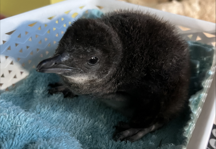 A little blue penguin chick in a white basket with a blue towel.