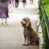 Carroll - Dog near Rittenhouse Square