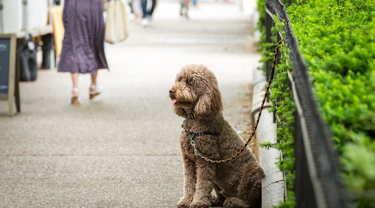 Carroll - Dog near Rittenhouse Square