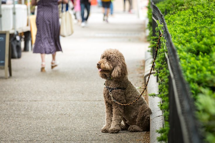 Carroll - Dog near Rittenhouse Square