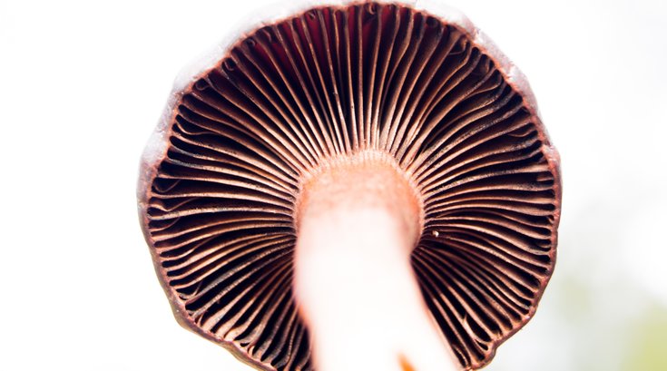 Fantastic Fungi documentary