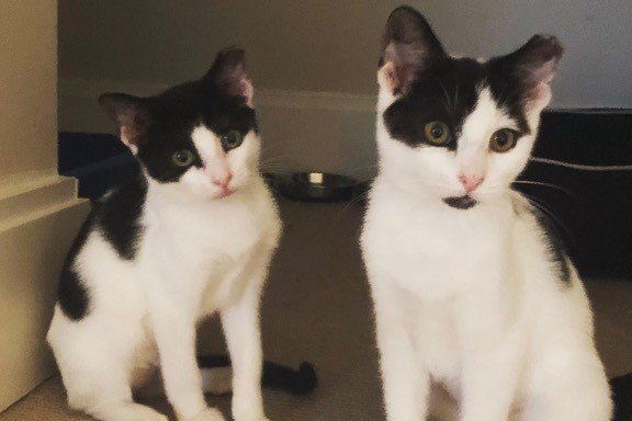 Pet of the Week: Thelma and Louise