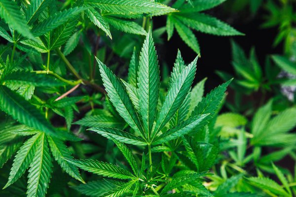 Marijuana Pardon Certificates