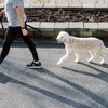 Man walking a dog