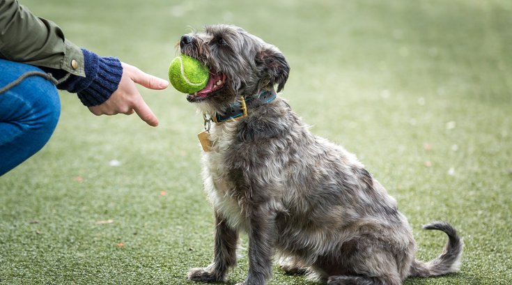 dog Schuylkill River park