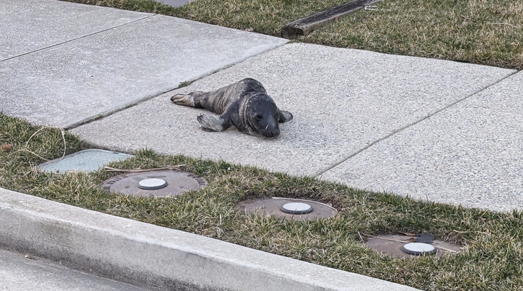 Seal Ocean City