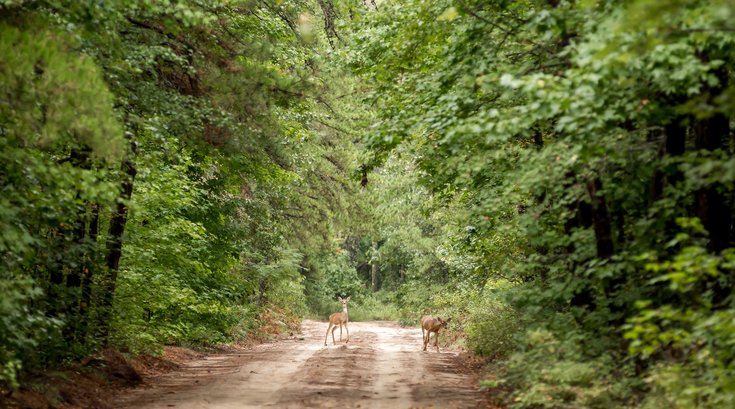 Deers on a Trail in the Pine Barrens