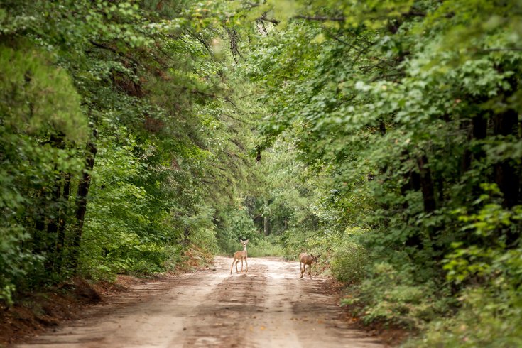 Deers on a Trail in the Pine Barrens