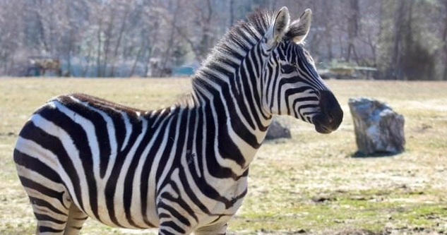Cape May County Zoo gets a new addition: Lydia the zebra